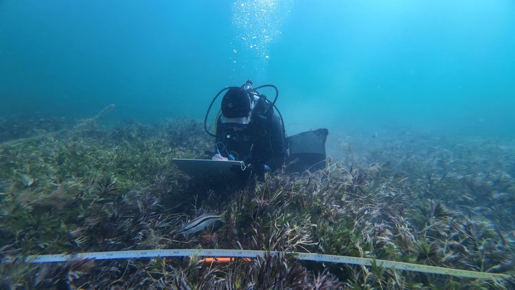Scaling blue carbon restoration