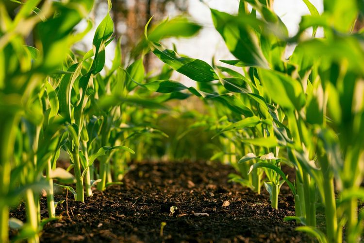 SoilSeed