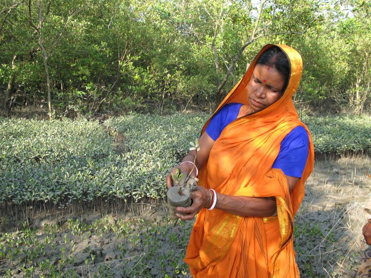 Mangrove restoration in Colombia and Southeast Asia